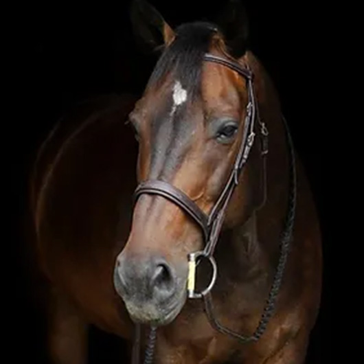 Horse Bit Bridle Assessment