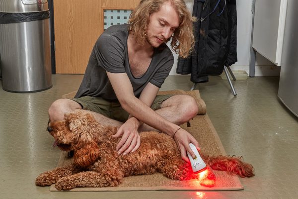 equied-Canine massage for dog owners