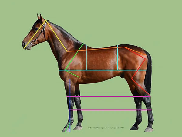 equied-course-Equine-Conformation-Biomechanics