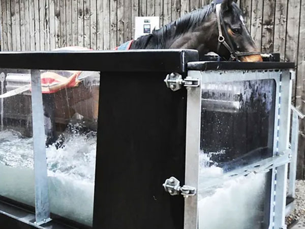 equied-course-Equine-Water-Treadmill-Training