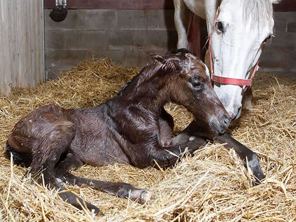 Holistic Therapy for breeding stock