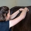 Equied - Equine Massage for Horse Owners