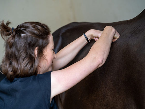 Equied - Equine Massage for Horse Owners