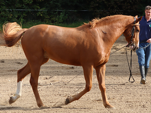 equine-horse-nuerology
