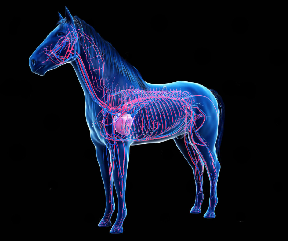 The Equine Cardiovascular System