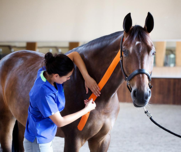 Equine-Vetkin-Tape-K-Taping-Uk-Image-Site